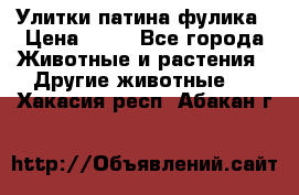 Улитки патина фулика › Цена ­ 10 - Все города Животные и растения » Другие животные   . Хакасия респ.,Абакан г.